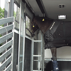 needaride-horse-transport-horse-inside-horsebox