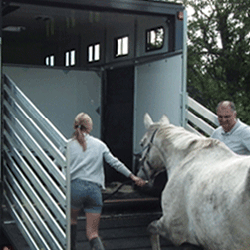 needaride-horse-transport-loading-horse-2