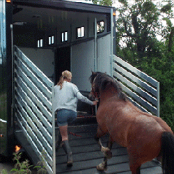 needaride-horse-transport-loading-a-horse-1