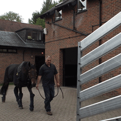 needaride-horse-transport-loading-a-stallion