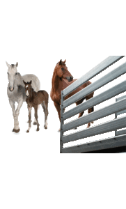 Contact NEEDARIDE Horse Transport