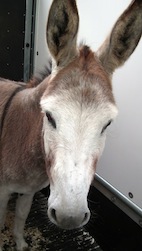 NEEDARIDE Donkey Transport