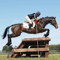 NEEDARIDE Horse Transport Cross country Horses