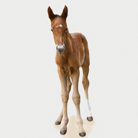 NEEDARIDE Horse Transport Foal