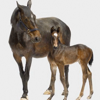 NEEDARIDE Horse Transport Mares & Foals