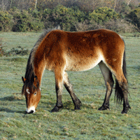 NEEDARIDE Horse Transport New Forest Ponies