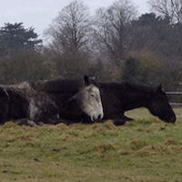 NEEDARIDE Horse transport Rescue