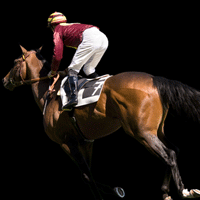NEEDARIDE Horse transport Single Racehorse