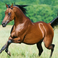 NEEDARIDE Horse Transport Stallion